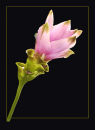 Exotic Flower, Curcuma.